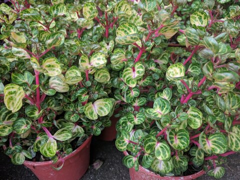 Patterned yellow green leaves and red stems of Iresine herbstii in pots