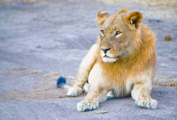 Young male lion sitting on the ground