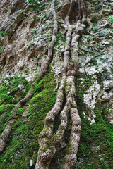the nature of the mountain gorge: tree roots and moss