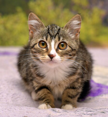 tabby with white kitten with big eyes