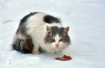 gray and white fluffy hungry cat eating outdoors