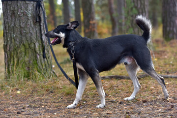 black and brown dog mongrel at animal shelter