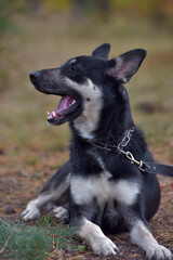 black and brown dog mongrel at animal shelter