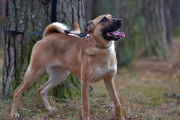 ginger mongrel dog at animal shelter