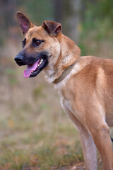 ginger mongrel dog at animal shelter