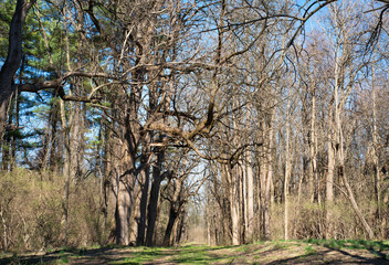 Gnarled branches reach across a woodland path