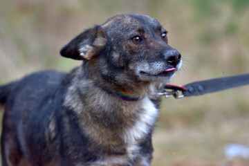 mongrel dog in the animal shelter waiting for the owners