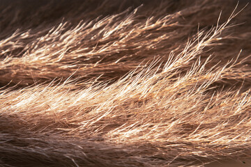 Close up of pampas grass in sunlight