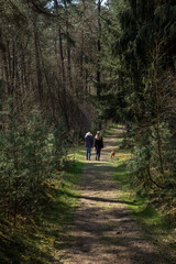 Brandeveen. Forest. Uffelte Drenthe Netherlands. Walking the dog. 