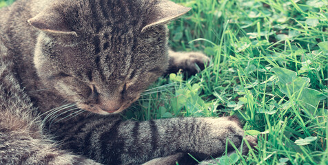 Cat lying in the greenery in the garden on sunny spring morning.