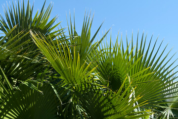 Palm leaves in front of blue sky 