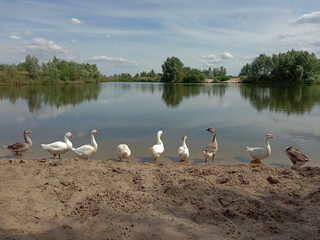 nine geese near the lake on the shore on a summer day. village landscape. geese on a riverbank 
