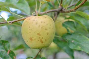One fresh young yellow apple on a branch ready to be harvested, outdoors