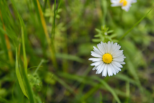 One daisys on a meadow in spring - Image
