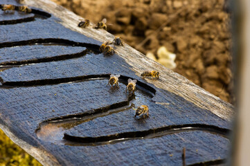 dragonfly on the ground