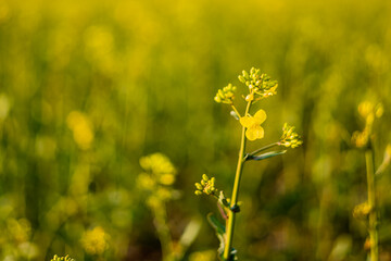 Obraz premium field of rapeseed