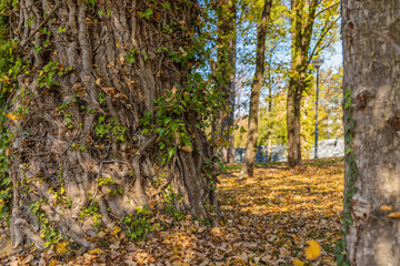 One tree covered with ivy in the forest