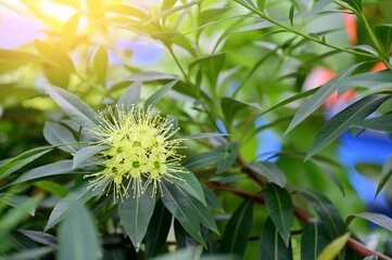 Nature view of Light green flowers on blurred background in forest. Leave space for letters, Focus on leaf and shallow depth of field.