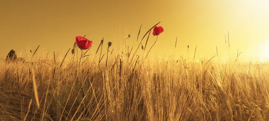 Beautiful landscape from golden field of Barley with Red Poppies (Papaver) in the warm light of the...