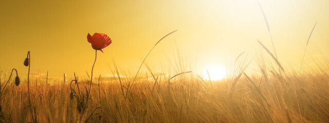 Beautiful landscape from golden field of Barley with Red Poppies (Papaver) in the warm light of the rising sun, panoramic background banner panorama.
