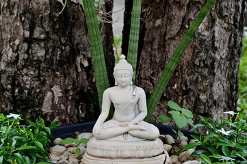 Close-up of White buddha statue placed under a big tree in a temple in Bangkok, Thailand