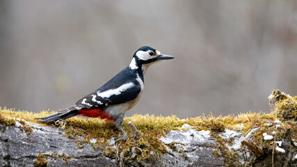 bird, natur, wild lebende tiere, tier, weiß, wild, specht, black