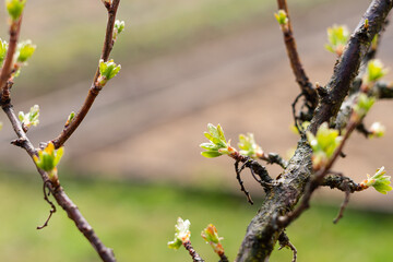 Young gooseberry branches with green sprouts after warming in spring