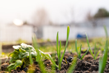 Green sprouts of garlic growing in the ground close up
