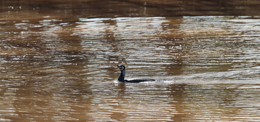 The great cormorant on 