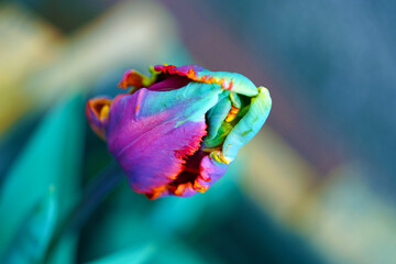 Tulpe, Blume,Pflanze, tulip, flower,colorful, rainbow,
