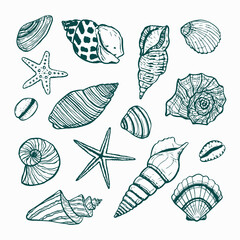 a collection of starfish and seashells. Vector drawn outline of different seashells. Underwater world, summer theme