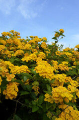 Naklejka premium ランタナの花と青空