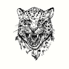 Cheetah growling muzzle. Ink black and white doodle drawing in woodcut style.
