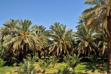Obraz na płótnie Canvas DATES PALM FULFILLED WITH YELLOW AND BROWNISH DATES AT MADINAH 