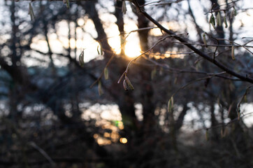 sunset in the forest