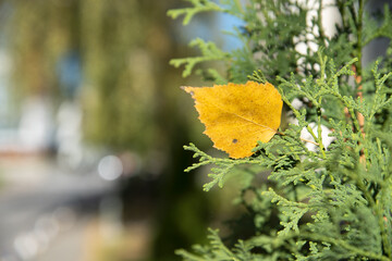 Obraz premium Pine tree in the sun It is morning with yellow leaf