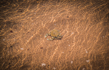 Hanuman crabs swim up to feed on the beach.