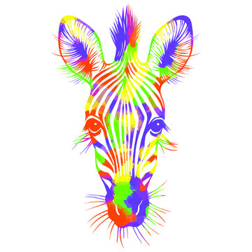 Hand drawn colorful vector portrait of zebra  isolated on white background. Stock illustration of wild Africa animal.