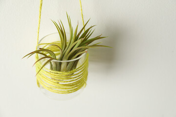 Beautiful Tillandsia plant on white wall, space for text. Home decor