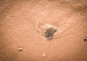 Hanuman crabs swim up to feed on the beach.