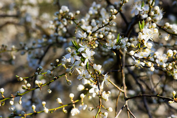 branches