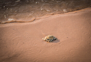 Hanuman crabs swim up to feed on the beach.