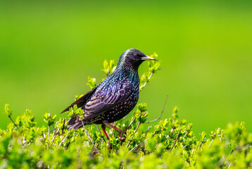 Black songbird starling sits on green bush of fresh foliage in spring park, nature and wildlife