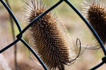 close up of a thistle on a branch