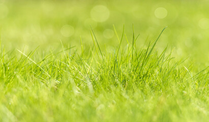Green foliage and sun glare. Blurred background with bokeh pattern