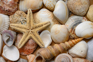Seashells of various shapes and types. Background
