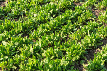 Obraz premium Green fresh spinach leaves in sunny gardens. Growing organic food