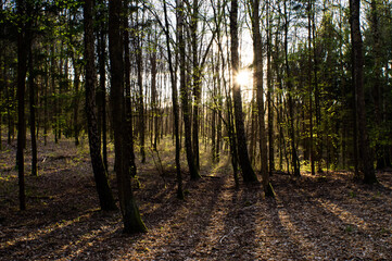 sun rays in the forest