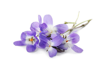 Beautiful wood violets on white background. Spring flowers