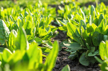 Green fresh spinach leaves in sunny gardens. Growing organic food